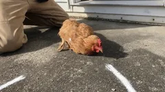 Warum erstarrt ein Huhn, wenn man vor seinem Schnabel eine Linie zieht – und was steckt wirklich dahinter?